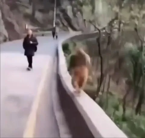 After losing his hands in an accident, this Monkey learned to run bipedally like a human