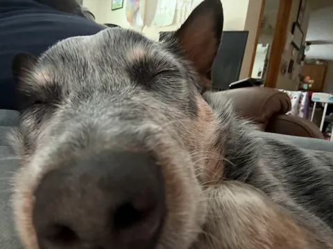 Henry would like to offer you a snoot to boop in these trying times