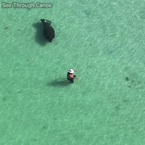 🔥 Man and Manatee Give Each Other a Scare at the Beach in Florida