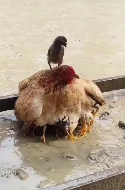 Mama hen protecting her chickies