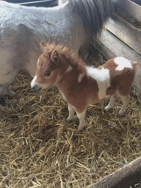 a new born pony