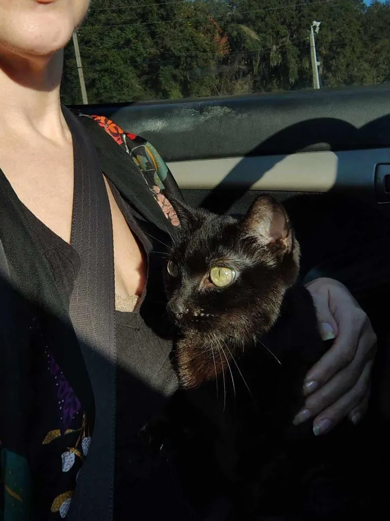 Juliet clawed her way out of the carrier &amp; screamed for 200 miles
