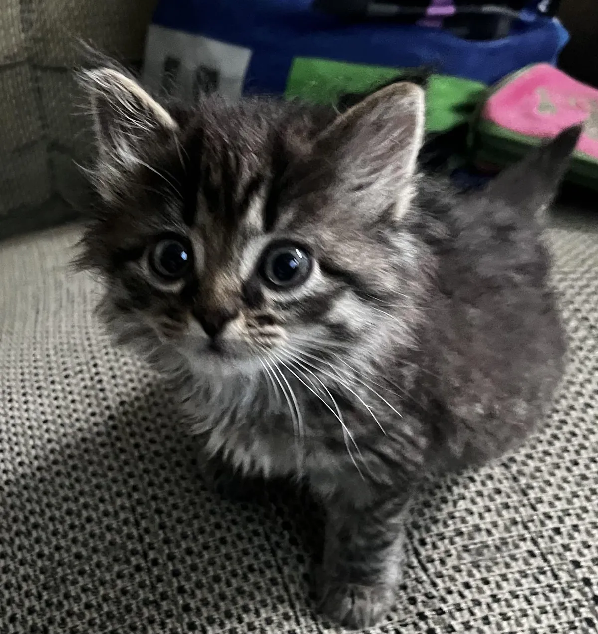 I cannot believe this was what my cat looked like when she was just a baby