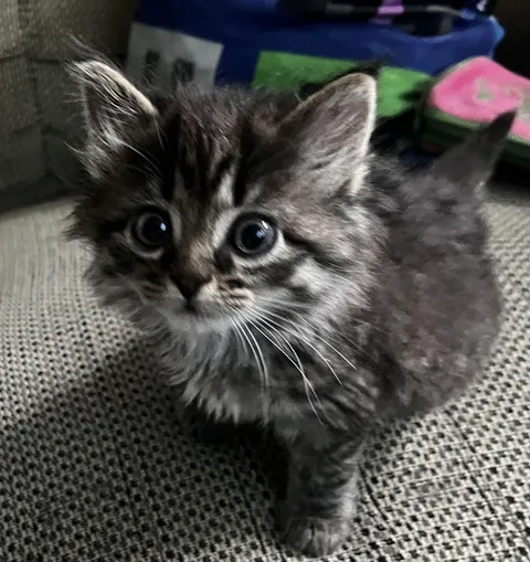 I cannot believe this was what my cat looked like when she was just a baby