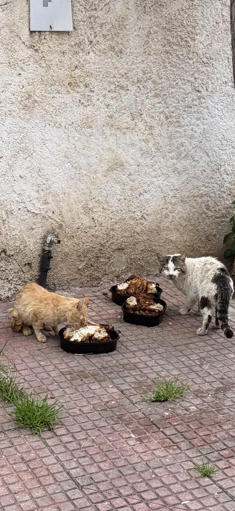 Cats eating unsold rotisserie chickens from the supermarket.