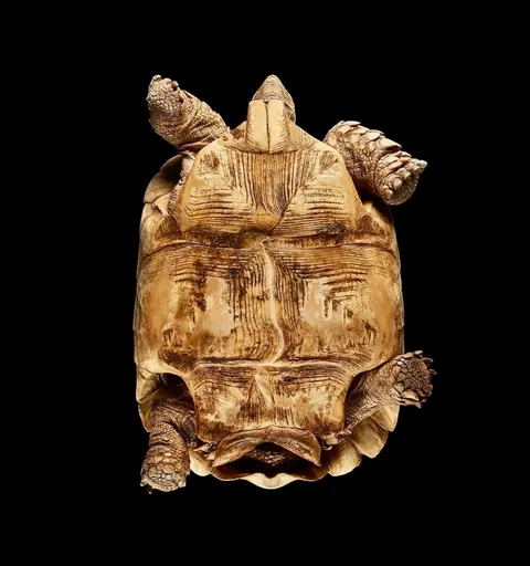 🔥 Bottoms Up: Discovering the Underside of the Animal Kingdom