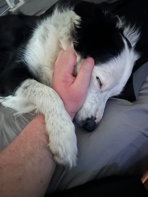 My cute dog shanty as a puppy and the second pic is now