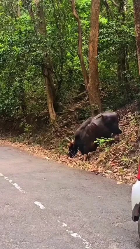 🔥A massive Gaur (Bos gaurus) bull - Chikmagalur, India