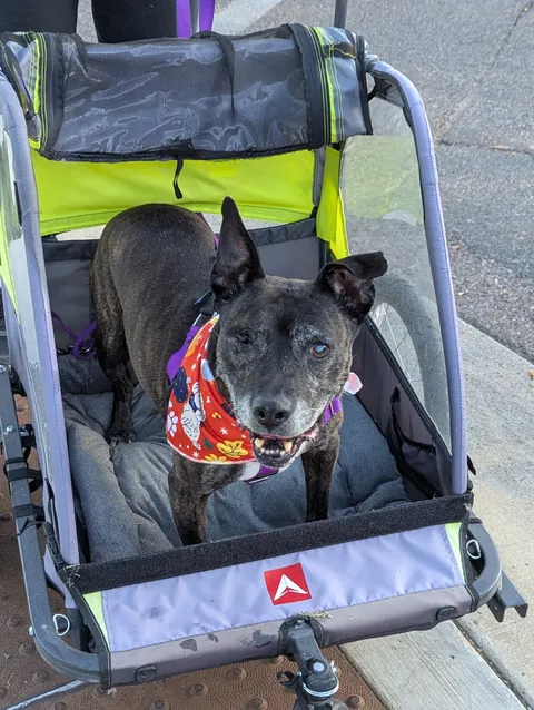 Arai loves the new stroller.