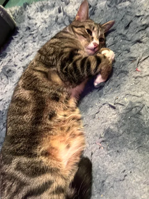 How do I explain that declawing is inhumane to my family