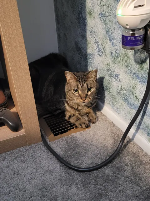 My cat dropped a live mouse on my head at 5am