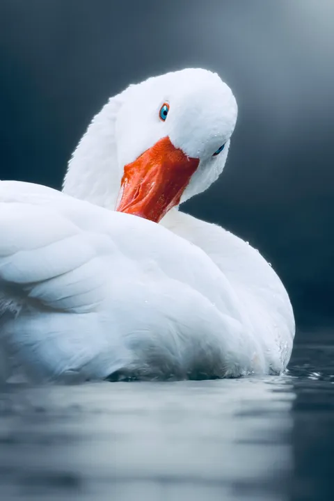 ITAP of a White Goose
