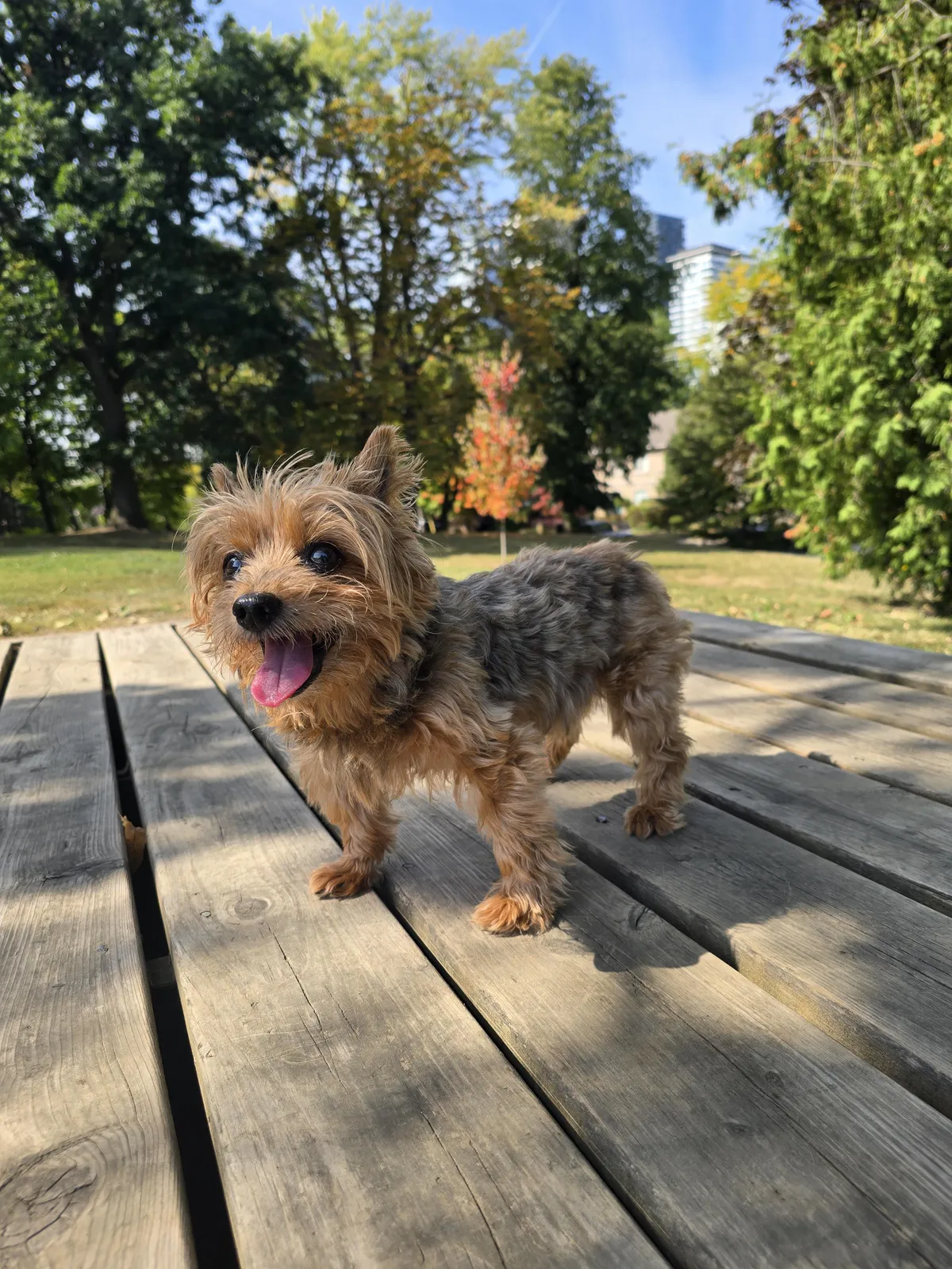 My boy turned 16 in August. He loves his days in the park.
