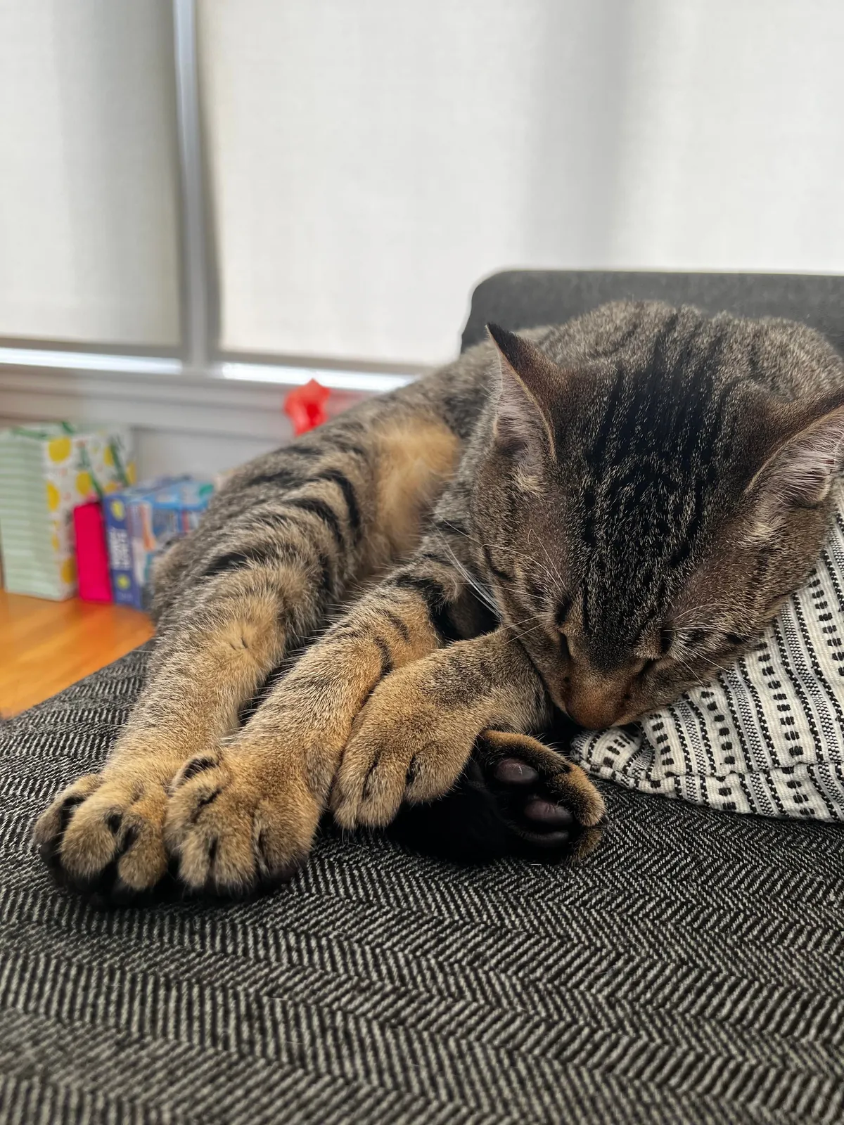 These babies just survived a children’s birthday party at their house.