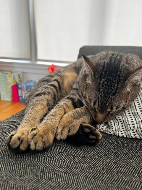 These babies just survived a children’s birthday party at their house.