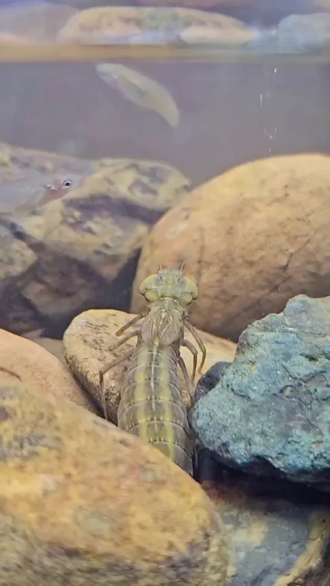A dragonfly fly larvae eating fish