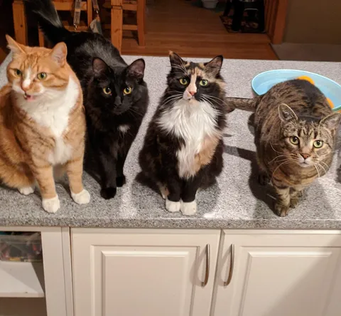 I touched the treats.