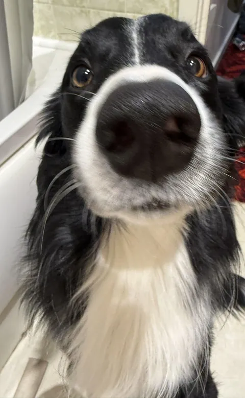 Somebody stole 8 sachets of puppy food from the kitch counter, he’s not answering questions, would like to see a Pawyer