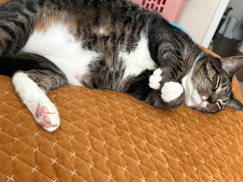 Today is Artemis’ 11th birthday!!