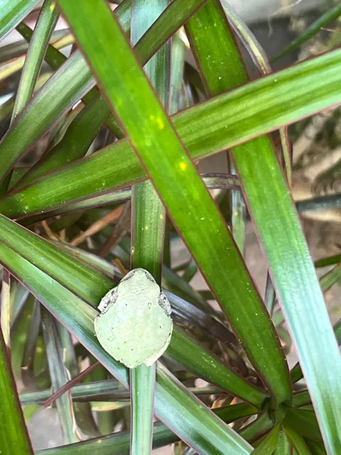 This little guy trying to blend in…just a few more shades…