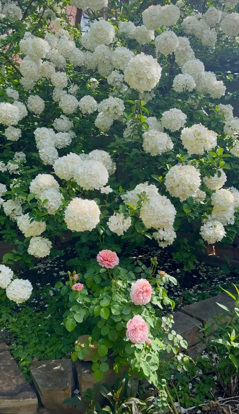 Annual garden party with my best friend!