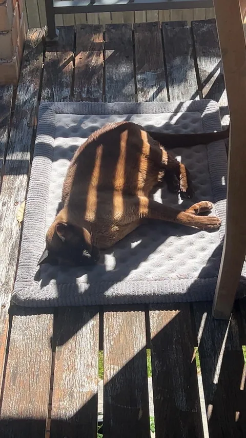 Last day with my soul cat. My heart is broken