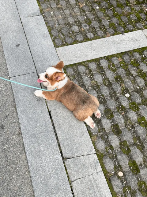 Just took my pup out for a walk. Started off running happily… five minutes later, he plopped down on the ground and refused to move. Ended up carrying him home.