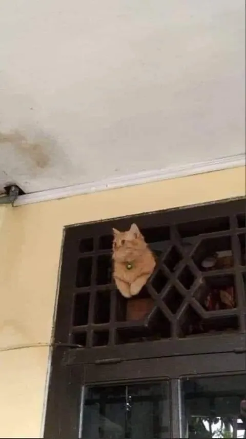 The house is monitored by cameras (OC)