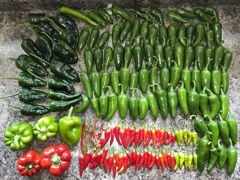 Weekly pepper harvest 🌶️🫑