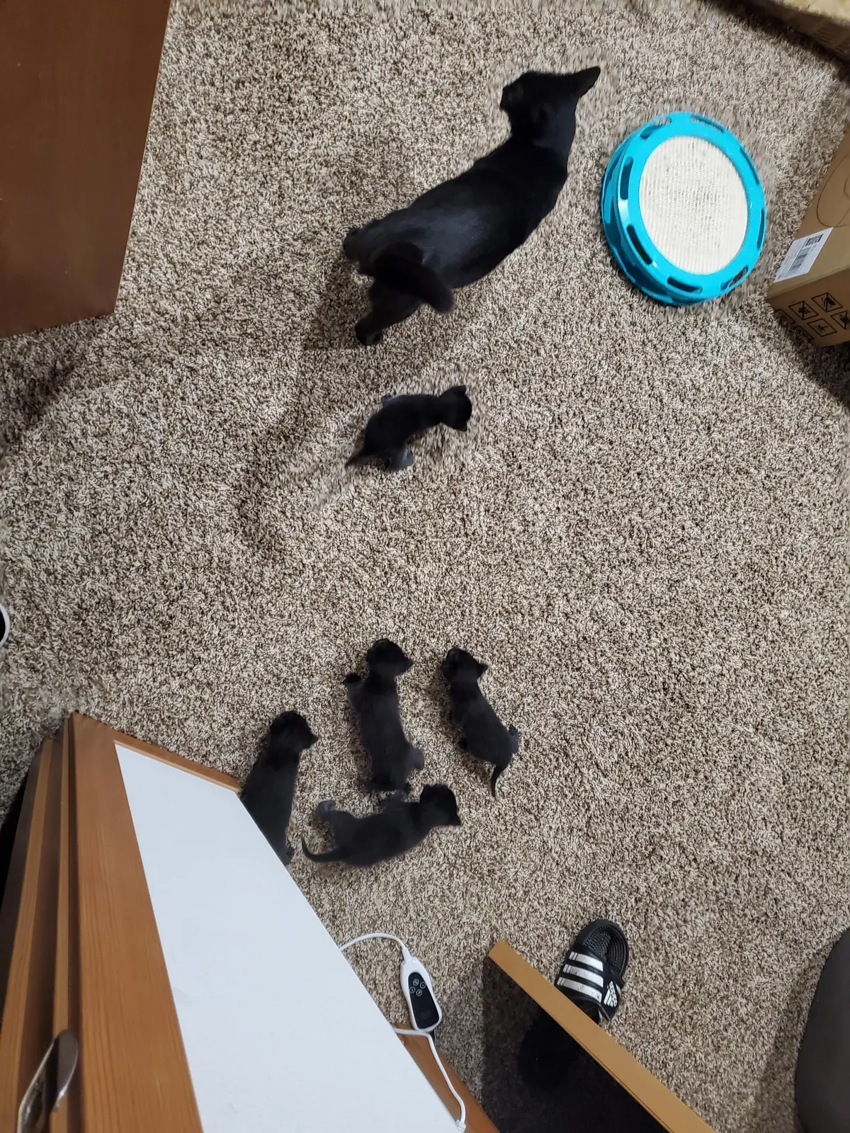 1 year with since I brought this girl home, pregnant with 5 kittens