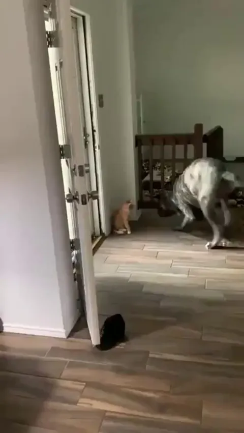 Cat outsmarting a dog