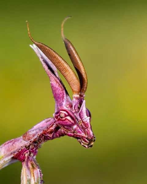 🔥 This conehead mantis (Empusa pennata) in Andalusia, Spain