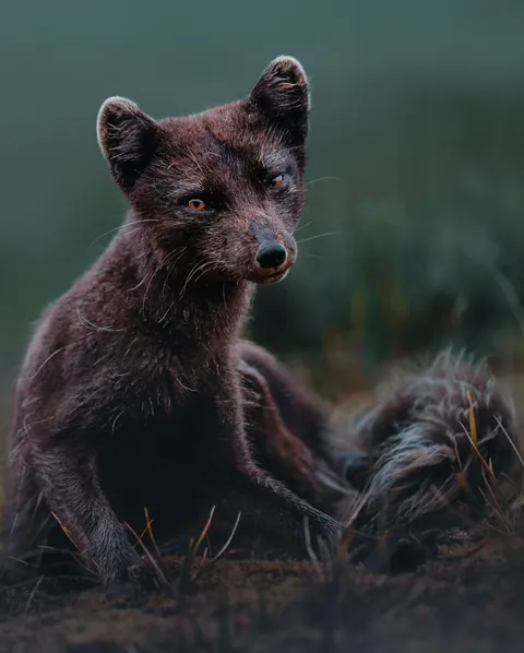 Arctic Fox carries Wolf Eel head