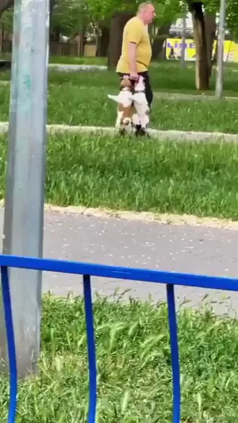 Taking the dogs for a walk but not walking your dogs.