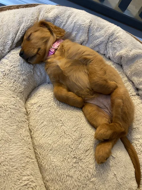 Introducing Shelby; the destroyer of squeaky toys