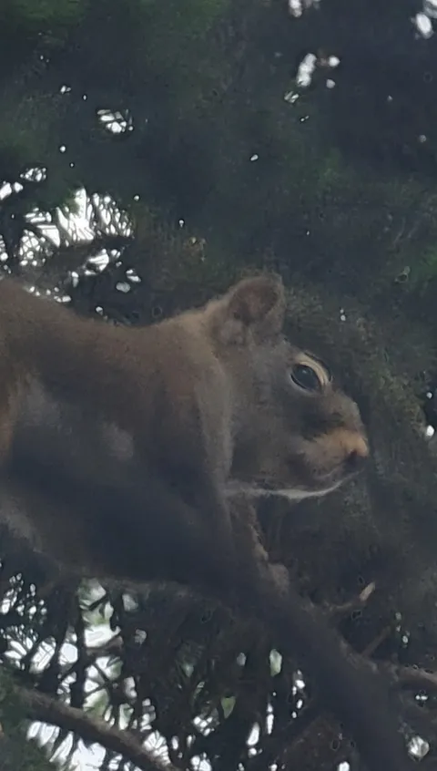 Samsung's AI optimization gave a squirrel eyebrows