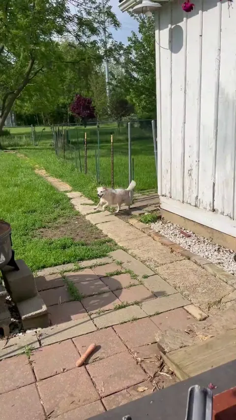 He turns 13 in November but he's still wild lol