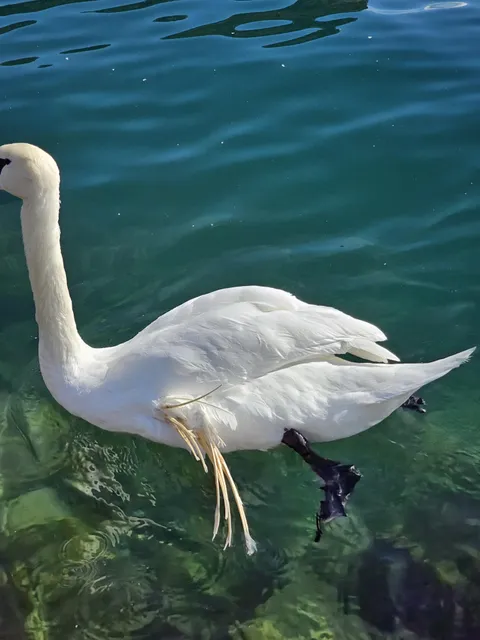 What happened to this swan?