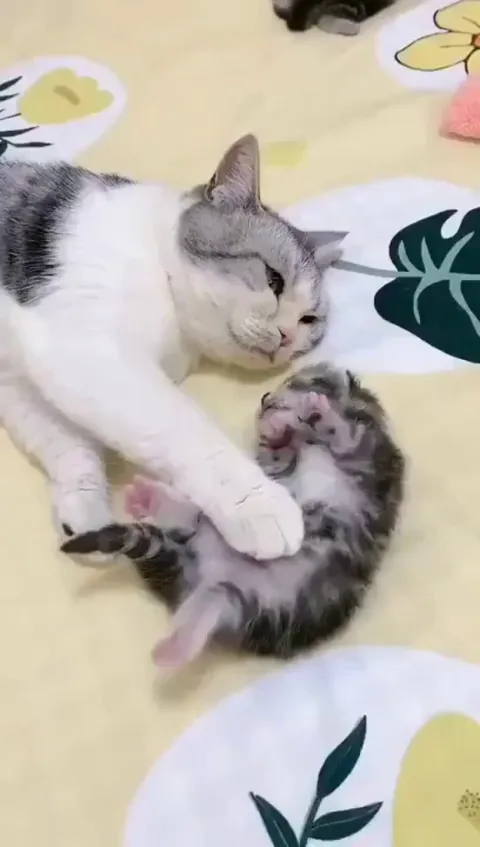 Mother cat hugs kitten having a nightmare
