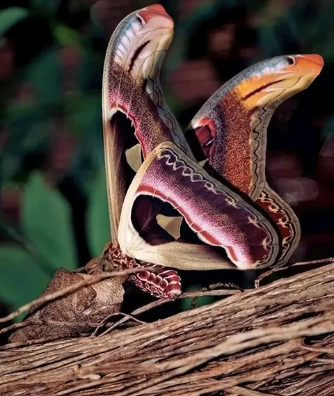 Attacus Atlas, the amazing butterfly disguised as a snake and is considered the largest butterfly in the world.