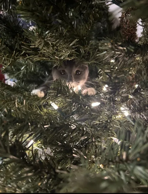 Since we're posting kitties in trees....