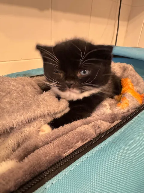 my tiny round girl!!!! cleo 🥰