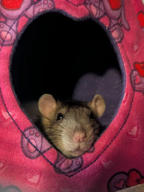 Reaction to new beds I made