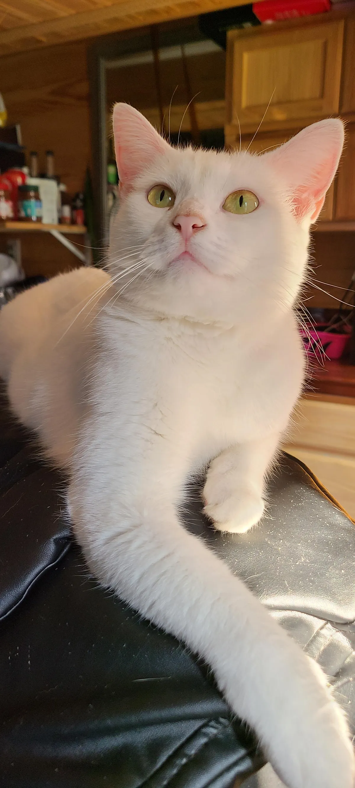 Here is my lovely cat whose name we cannot agree on