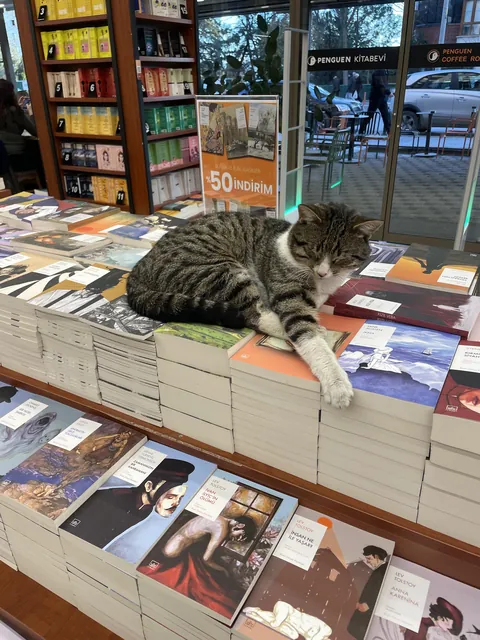 Bookstore employee cat sleeping during work hours