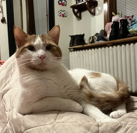 Little guy is getting a bladder stone removed tomorrow! Send good vibes.