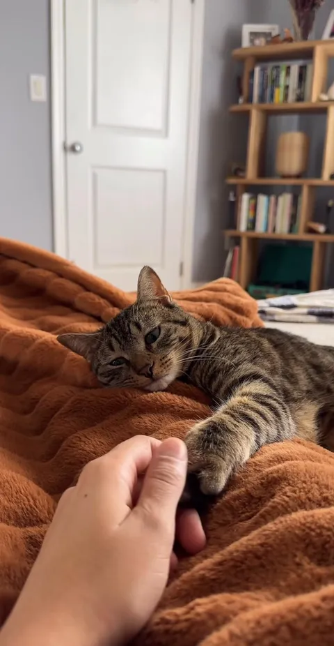 From scared and starving to safe