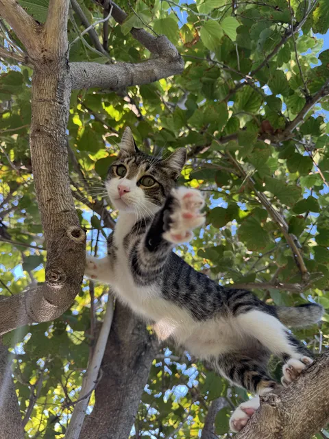 They grow cats on trees now?