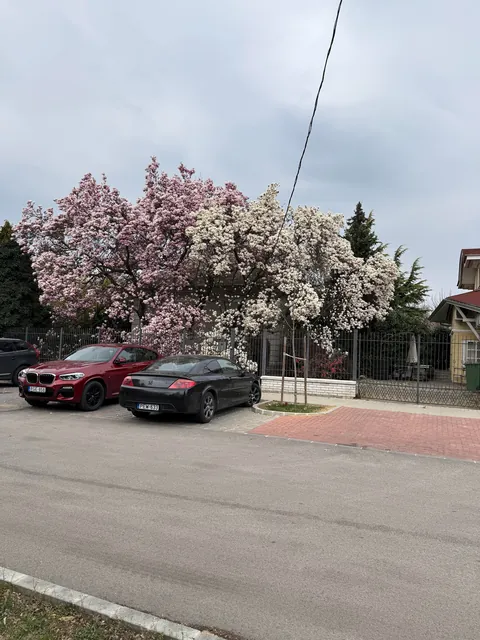 I’m obsessed with Magnolias, show me yours blooming