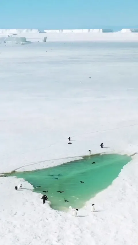 🔥Penguins happily swimming in a pool-like pond. Summer is coming in Antarctica and in some places the ice melts creating ponds. 🐧